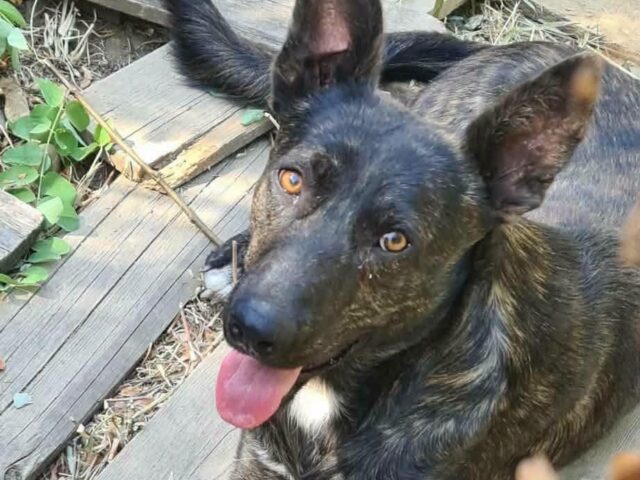 Taro 💙