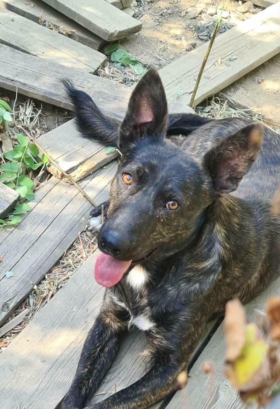 Taro 💙